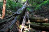 Combination Deluxe SFO City Tour with Muir Woods and Sausalito Day Tour